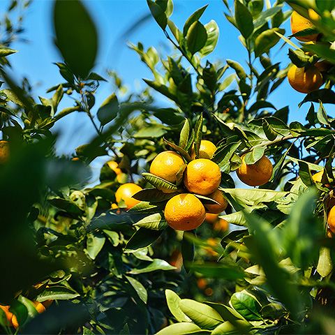九游官方入口热带水果六